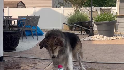 Dog Reacts to Rocket Water Toy