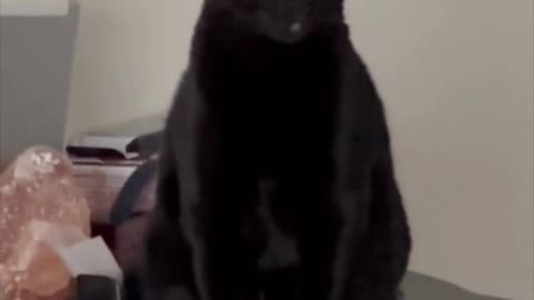 Adopting a Cat from a Shelter Vlog - Cute Precious Piper is a Dresser Top Security Guard #shorts