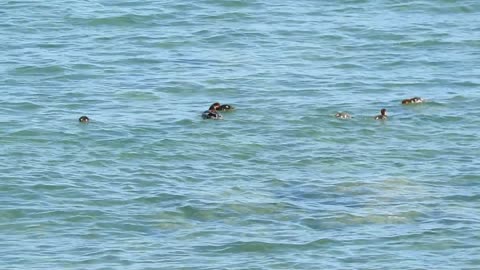 mergansers and chicks swimming by