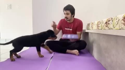 Dog training 3month (best trainer)