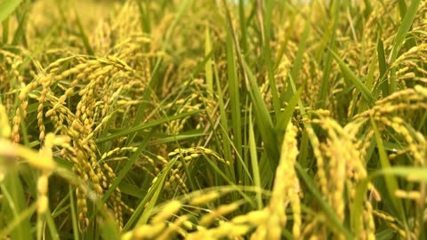 rice ripening in the autumn fields