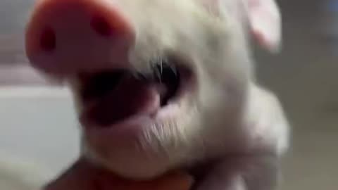 Cute animal video/pig funny video animal #comedy #funny #entertainment #video