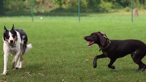 DOGS & PUPPIES in 4K _ 2 Hours _ Relaxing Ambient Music Strings Cute Pets