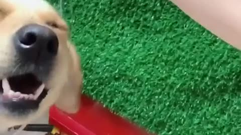 CUTE AND FUNNY PET VIDEOS - EVERYDAY PETS