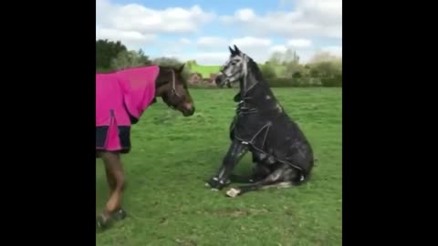 J4K- CUTE ANDFUNNY HORSE COMPILATION