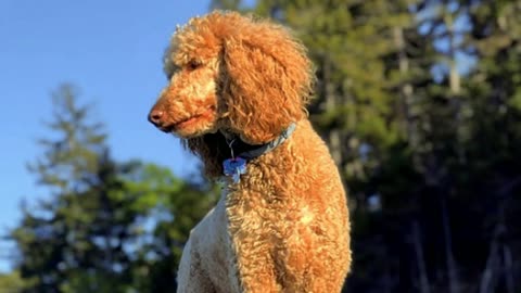 7 Reasons You Should NOT Get a Standard Poodle