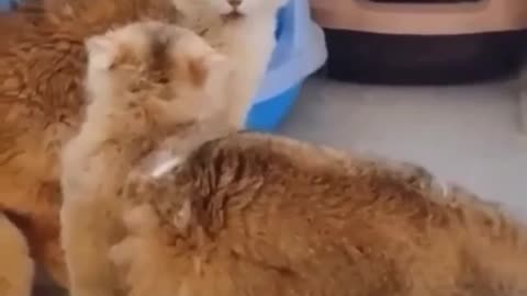 fighting cat