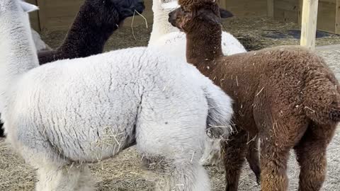 Fashionable Alpaca has a Feather Stuck on His Head