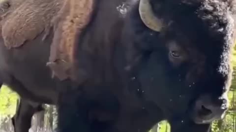 Massive Adult Bison