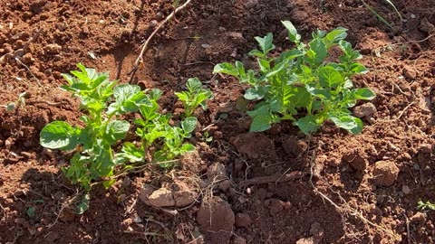 My Potatoes Garden