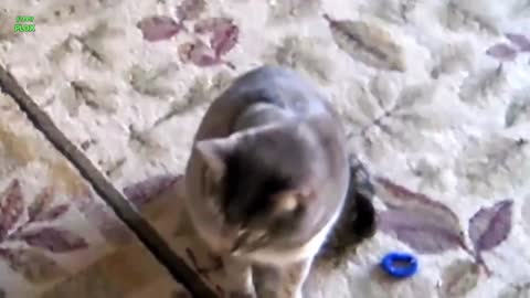 Kitty Sees Neighbor Cat Nemesis At Front Door, Meows The House Down