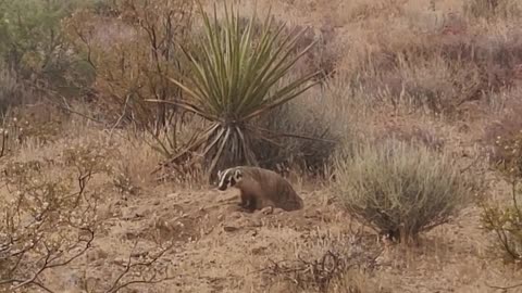 Hunting Buddies: Badger & Coyote