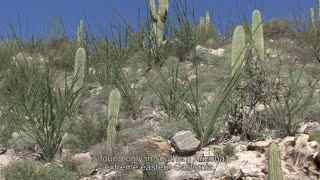 Giant Saguaro Cactus Plant Tucson Arizona