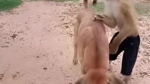 Dog vs monkey#viral