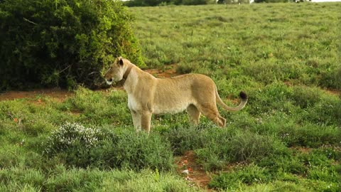 A beautiful lioness in a forest