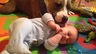 Loving family dog kisses baby