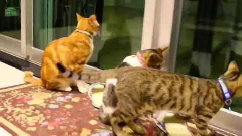 Funny cat and kitten meowing complications