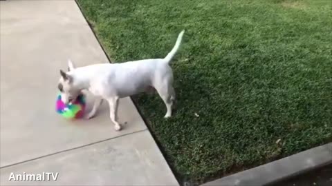 English Bull Terriers are the cutest!