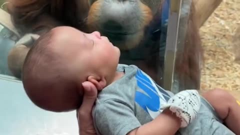 This orangutan at the Louisville Zoo in Kentucky wanted a closer look at one of its visitors