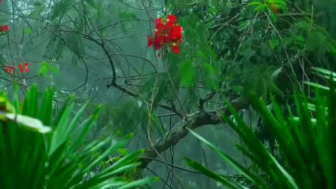 Flowers In Rainy Weather