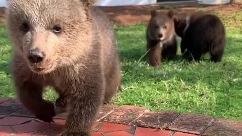 showing baby bears running