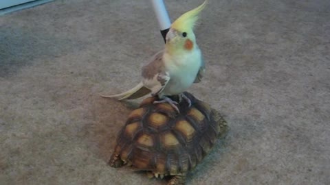 Cockatiel riding on a tortoise