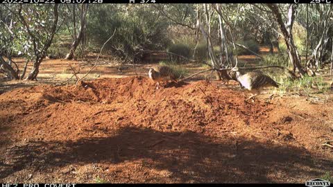 Timelapse Photography Reveals Nesting Malleefowl's Busy Day