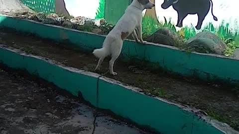 Little Dog Barks at Window Painting