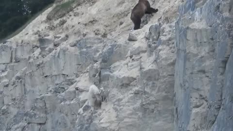 No Predator Can Catch Mountain Goats !!