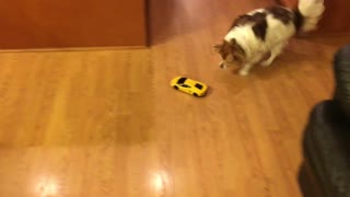 Corky the long hair chihuahua chasing a toy car