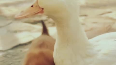 cute dog and duck friendship