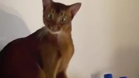 The CAT was SHOCKED after watching this