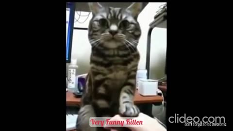 Very Funny Kitten #002 / Fun with cats and other animals
