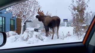 Mega Moose Munching