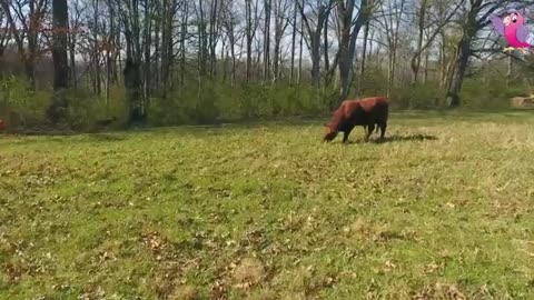 Cow video cows mooing and Grazing in a field