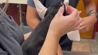 Dobe ear taping