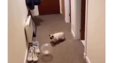 Funny Cat