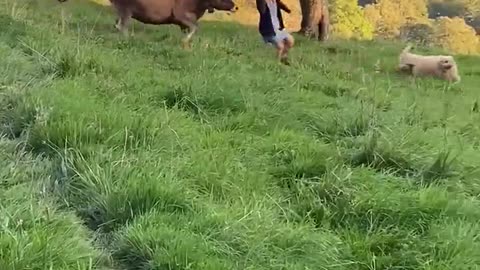 Cow Chases Two Goldendoodles