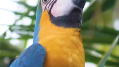 "Quench Your Thirst and Delight Your Senses: Explore the Tropical Refreshment of Coconut Water Bird!"