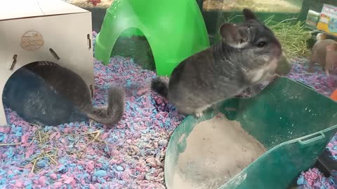 Chinchillas taking a Dust Bath