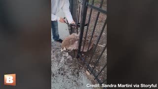 "You Okay, Buddy?" People SAVE Deer Caught in Fence Railing
