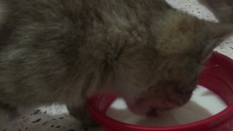 My cat drinks milk is a wonderful sight