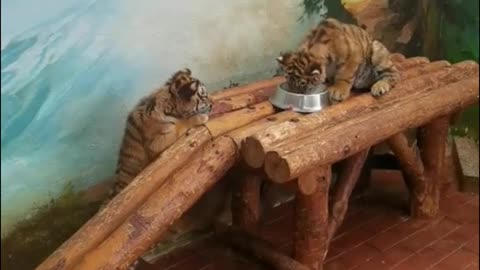 The little tiger is a bit of a big eater