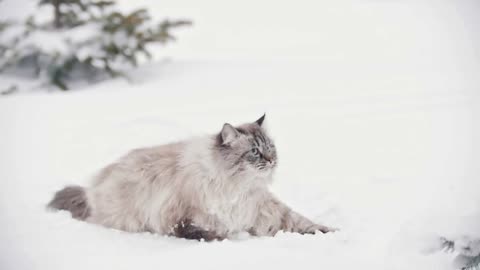 Big furry cat walking and playing in the snow near the trees