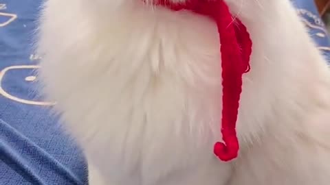 White funny cute cat playing