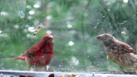 Purple Finches