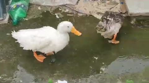 Duck Bathing Videos 🤣 / Smart Cute Funny duck video 🦆