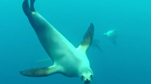 Sea Lion Wants To Take A Nibble Of Some California Diver