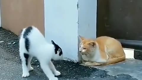 The Most Feared Orange Cat