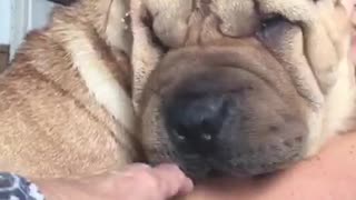 Very wrinkly puppy cuddles with owner